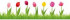 EUROGRAPHICS Window Stickers  Happy Tulips  50 x 70 cm